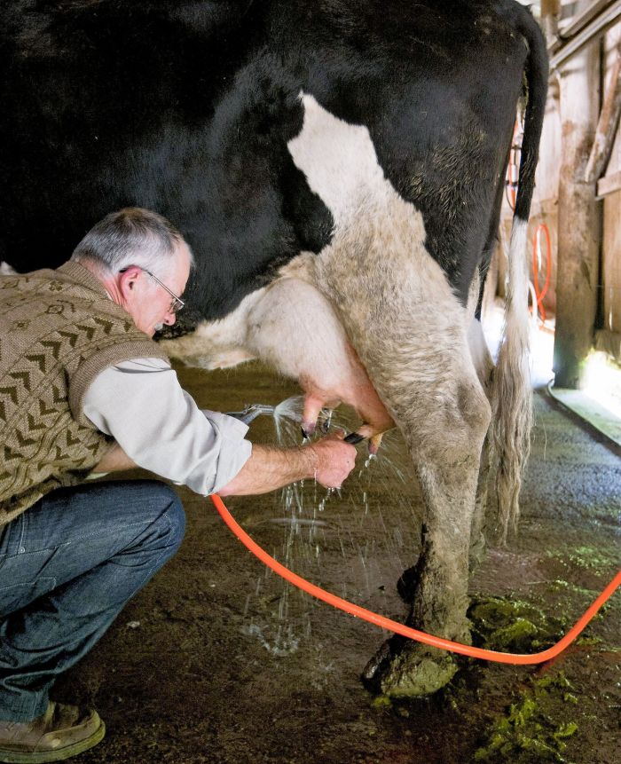 Na pecuária de leite e de corte as margens dos produtores também estão menores