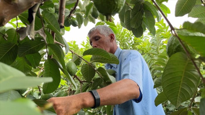 Agricultor adota práticas ecológicas, como o ensacamento das frutas para evitar ataque de pragas