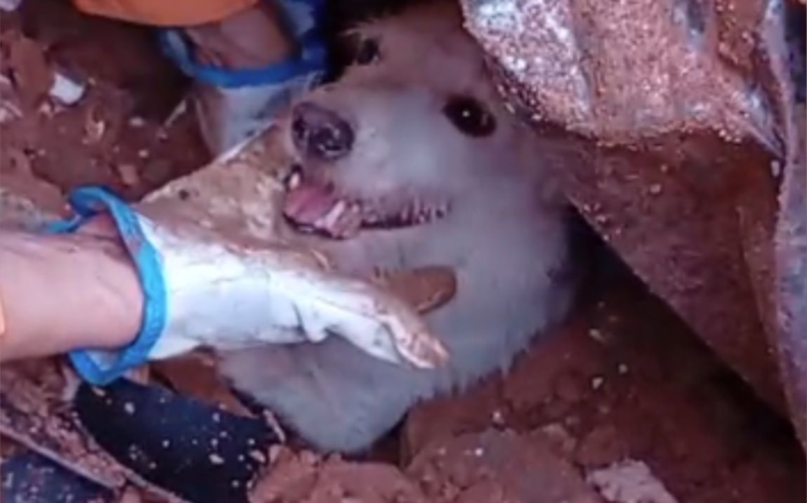 Emocionante: resgate do cachorrinho Pumba em Juiz de Fora viraliza e encanta o Brasil