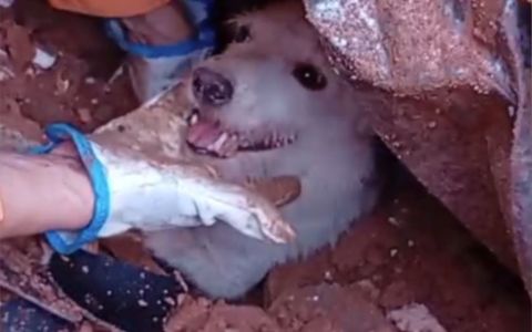 Pumba foi resgatado nesta quinta-feira (26)