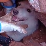 Emocionante: resgate do cachorrinho Pumba em Juiz de Fora viraliza e encanta o Brasil