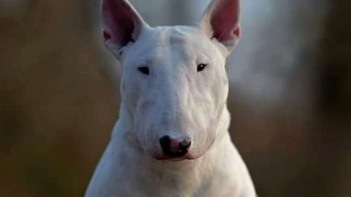 Qual cão faz seu estilo 