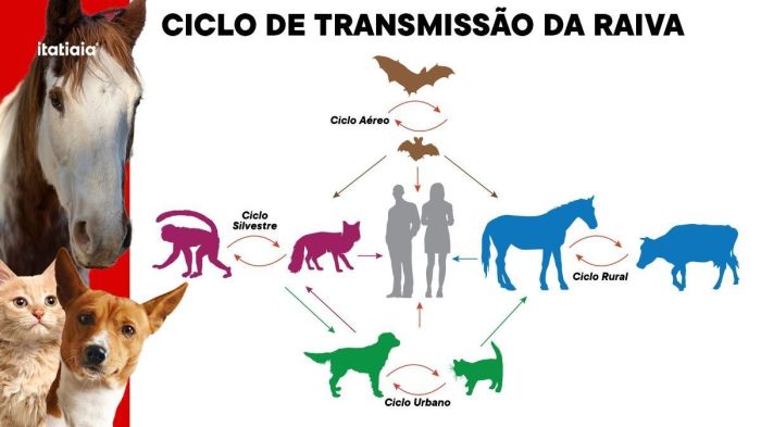 Ciclo de transmissão da raiva até chegar aos humanos Ciclo de transmissão da raiva até chegar aos humanos