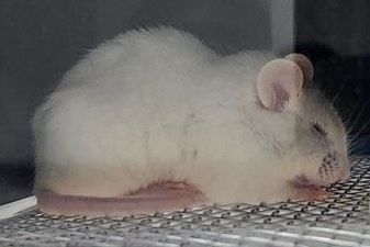 Ratos fêmeas podem sofrer mais com solidão que machos