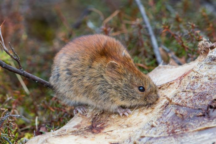 O rato-de-costas-vermelhas-do-norte, encontrado em toda o Alasca, é uma espécie que mostrou evidências de disseminar o vírus Alaskapox