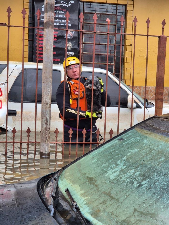 Um dos cães resgatados pelos bombeiros no RS