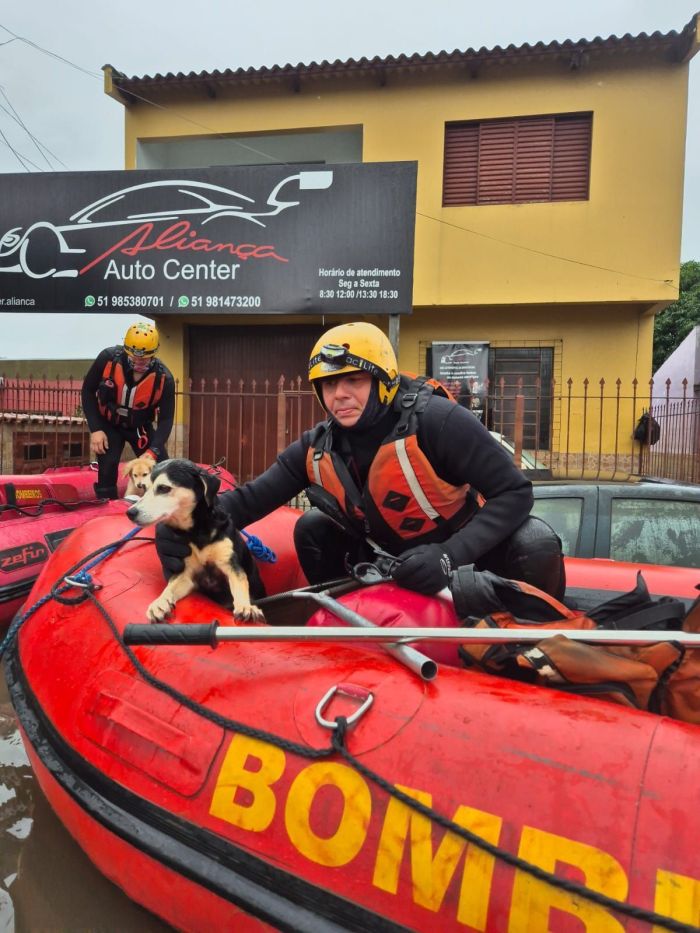 Os cães foram resgatados na cidade de Canoas, RS.