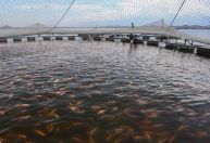 SP amplia regras sanitárias para blindar tilápia contra vírus letal