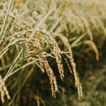 Preço do arroz avança mais de 5% no Rio Grande do Sul com demanda aquecida