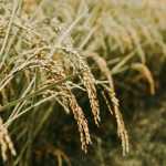 Exportações sustentam recuperação dos preços do arroz no RS