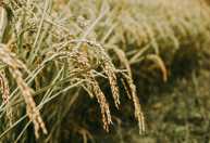 Leilões da Conab desaceleram negociações no mercado de arroz