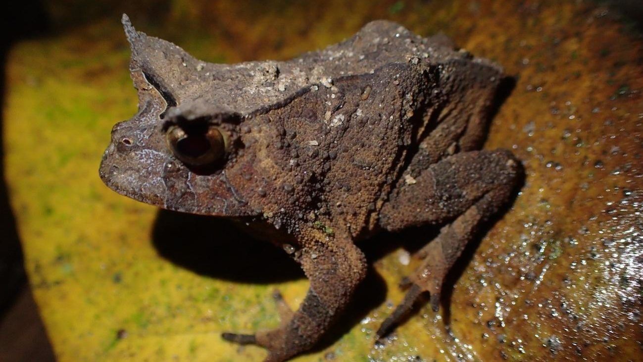 Pesquisa feita com ajuda do público descobre espécie de sapo rara em cidade do Espírito Santo