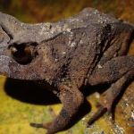 Pesquisa feita com ajuda do público descobre espécie de sapo rara em cidade do Espírito Santo