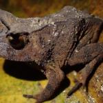 Pesquisa feita com ajuda do público descobre espécie de sapo rara em cidade do Espírito Santo
