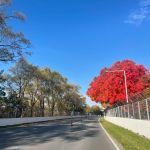 Fórmula 1 planeja mudança em data de GP para reduzir impactos ambientais