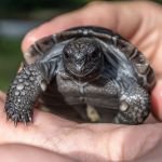 Chinchila, tartaruga, cacatua e até aranha: saiba como criar pets silvestres de forma segura