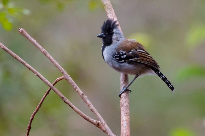 Exemplar de <i>Sakesphoroides cristatus</i>