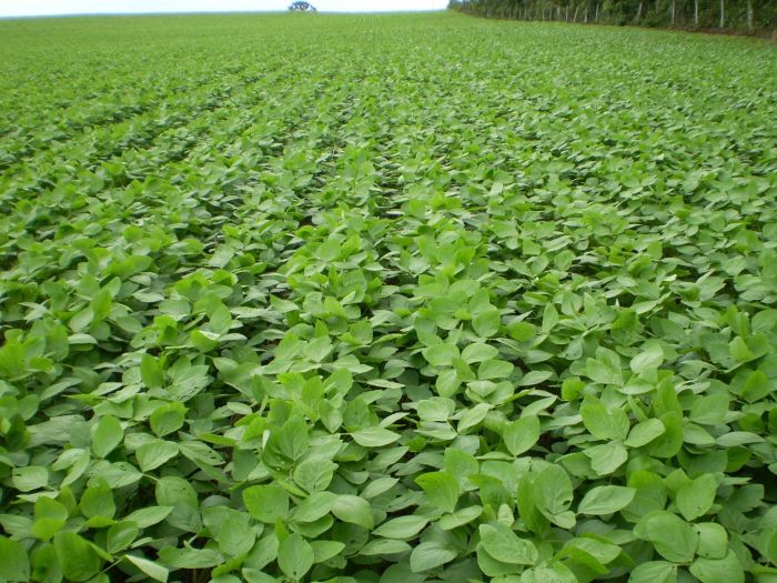 A perspectiva é de melhora na produção do milho e da soja, o que deve reduzir as cotações