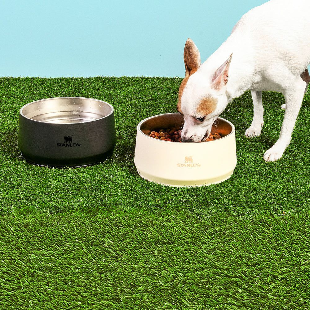 ‘Copão Stanley’ para pet? Marca lança tigela térmica para cães e gatos e reforça tendência