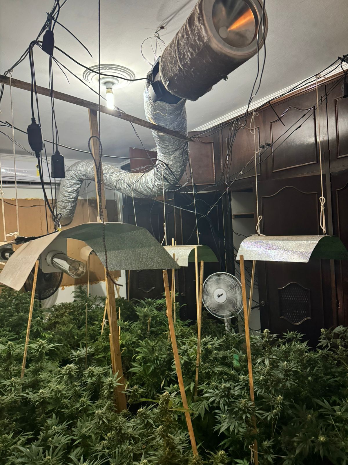 Dupla dona de laboratório clandestino é presa com 47 kg de maconha