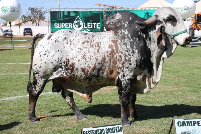 Feira irá reunir animais representantes melhores raças leiteiras do país