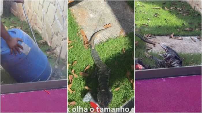 Teiú foi capturado por profissionais na casa da influenciadora 