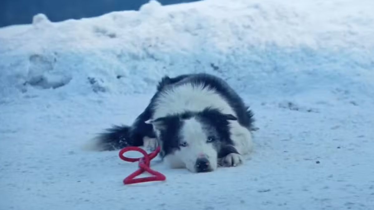 Animais no Oscar: curiosidades e momentos marcantes no tapete vermelho