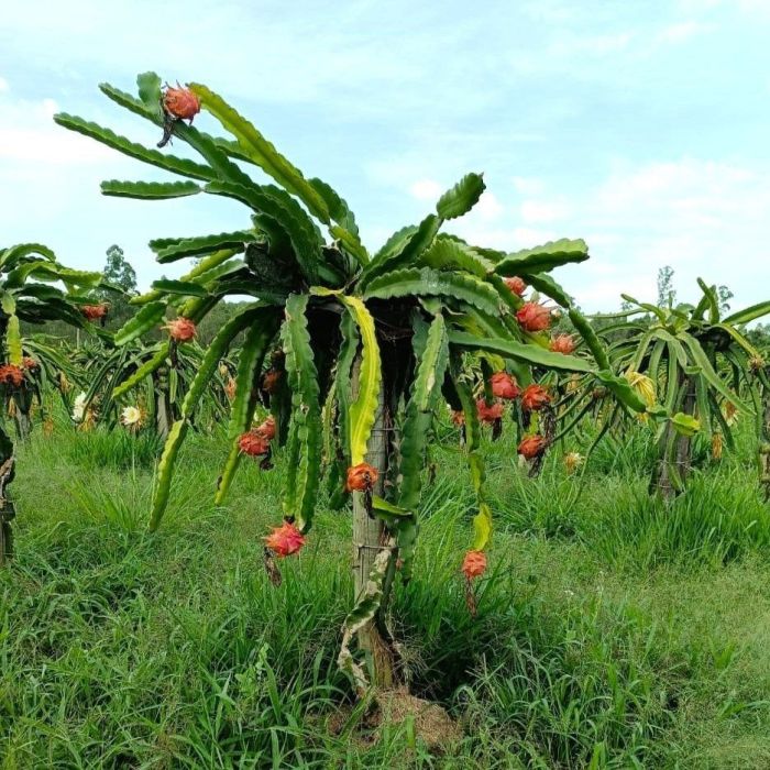 Pé de Pitaya é um cacto que tem uma vida perene de 15 anos