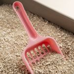 Poeira da areia sanitária pode prejudicar o sistema respiratório dos gatos