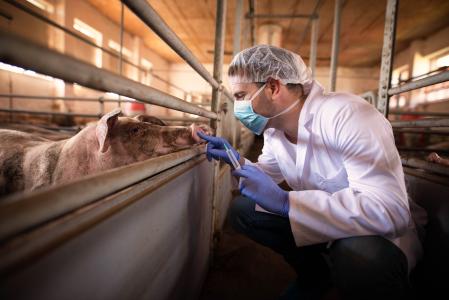 Veterinarian doctor ready to give a medicine shot to a pig at the farm.