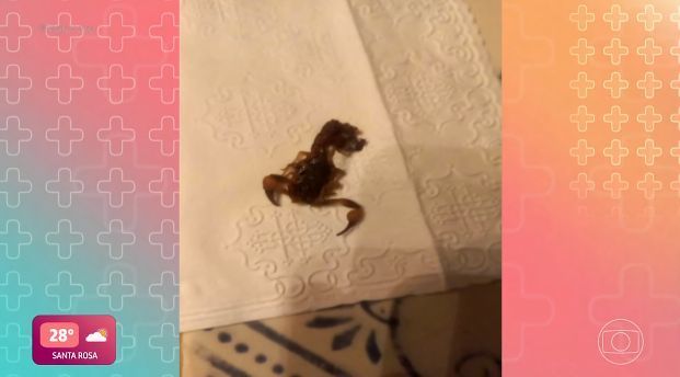 Escorpião picou Ana Maria em sua fazenda