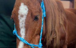 Cavalo Caramelo durante procedimento odontológico