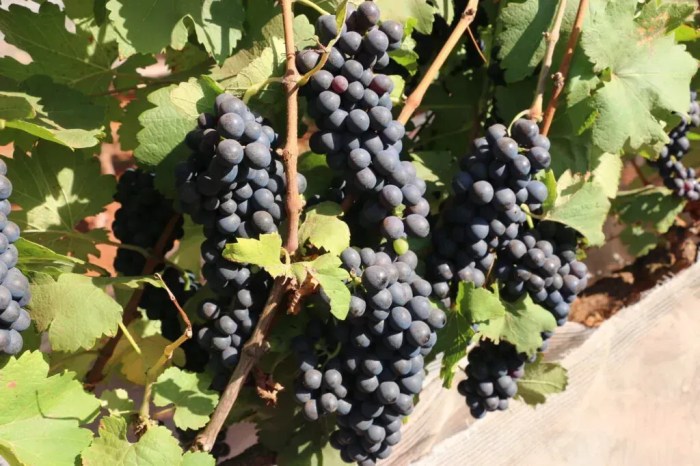 Colheita da uva Syrah