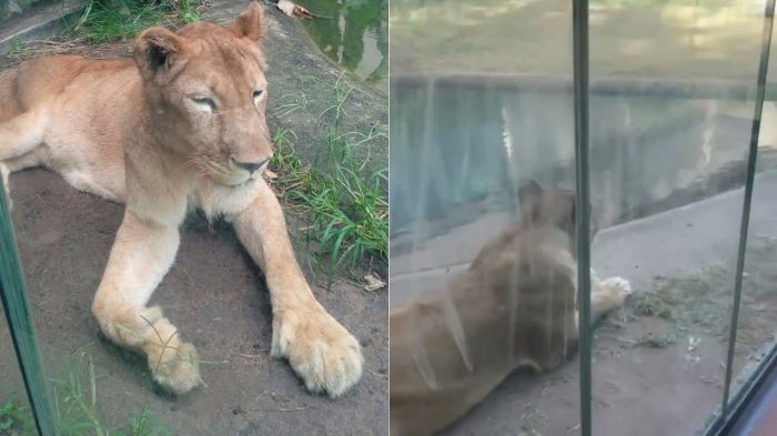 Leona, como é chamada, não será sacrificada, conforme a direção do Parque Arruda Câmara.