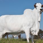 Filha de Viatina-19, a vaca mais cara do mundo vai a leilão em Uberaba