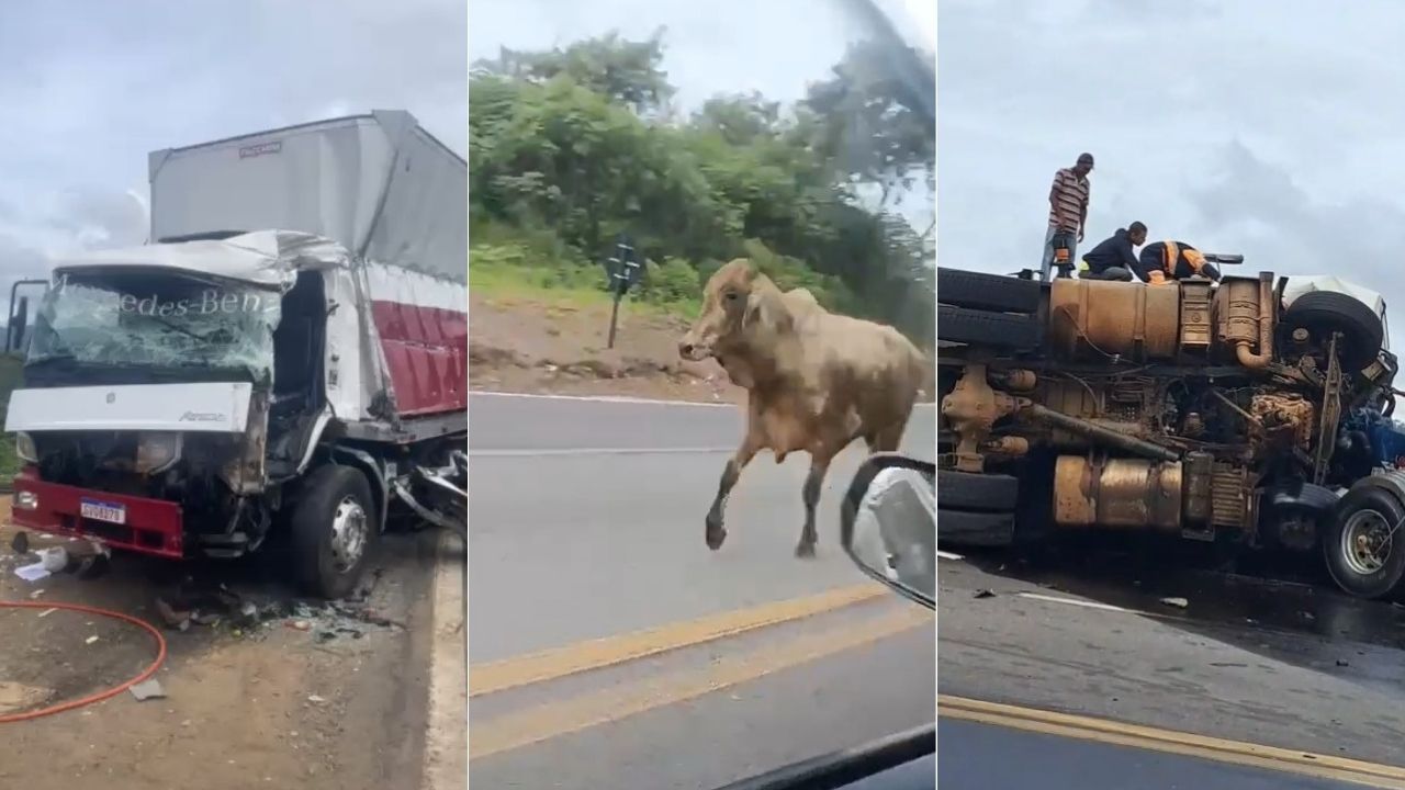 Vídeo mostra boi desnorteado após acidente que matou animais e deixou feridos na BR-381