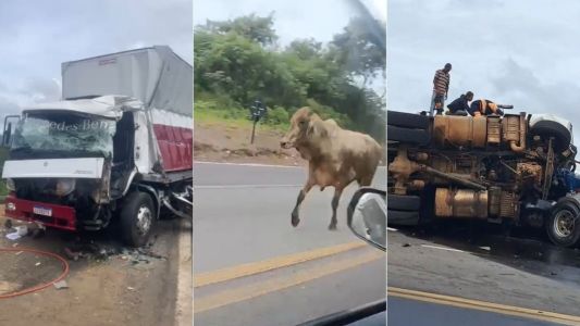 Vídeo mostra boi desnorteado após acidente que matou animais e deixou feridos na BR-381