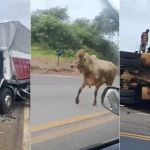 Vídeo mostra boi desnorteado após acidente que matou animais e deixou feridos na BR-381