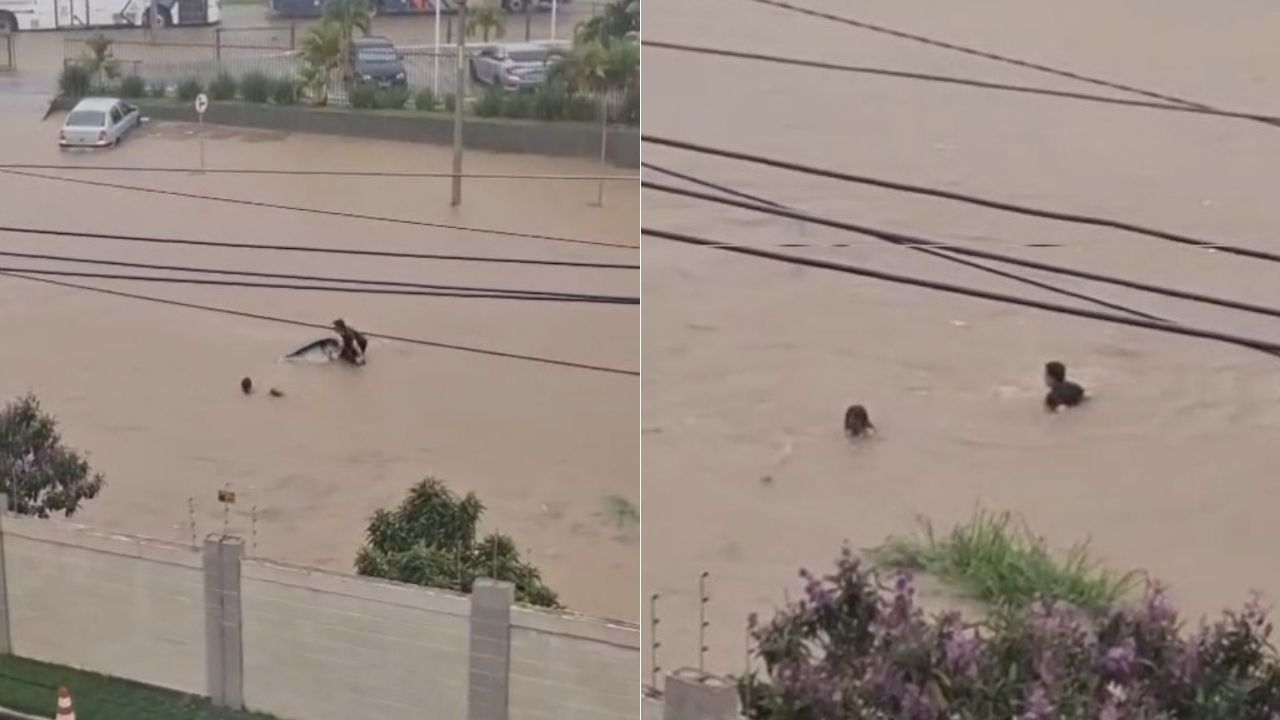 Vídeo: mulher que ia fazer matrícula do filho desaparece após enxurrada arrastar carro na Bahia