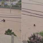 Vídeo: mulher que ia fazer matrícula do filho desaparece após enxurrada arrastar carro na Bahia