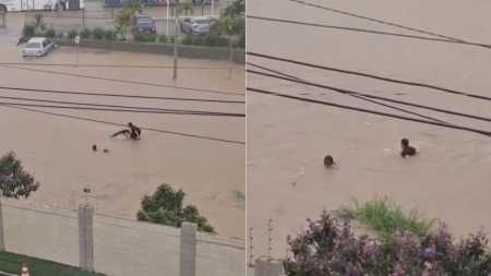 Vídeo: mulher que ia fazer matrícula do filho desaparece após enxurrada arrastar carro na Bahia