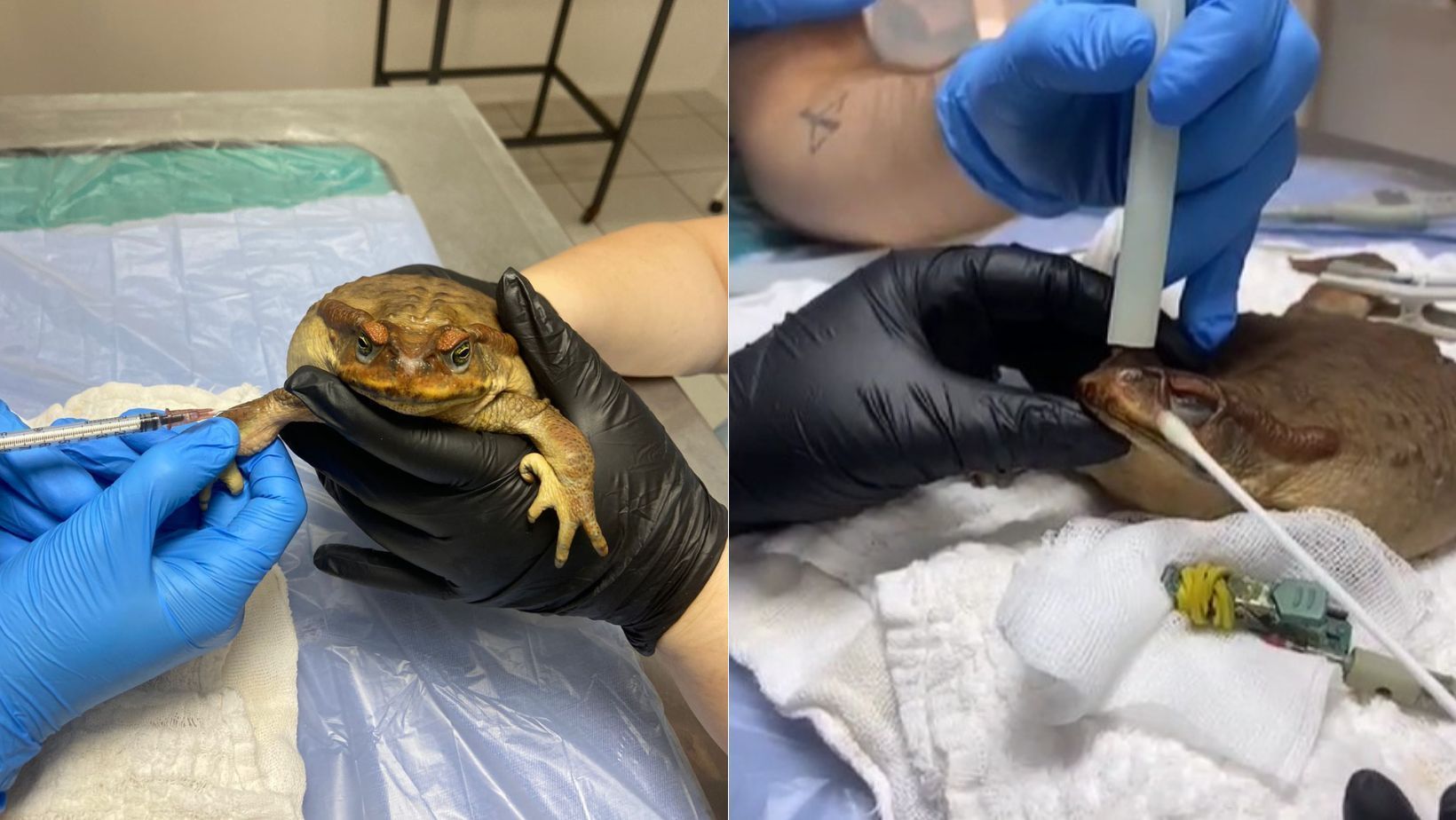 Vídeo: sapo é encontrado com boca colada após ritual no RS e precisa passar por cirurgia