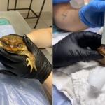 Vídeo: sapo é encontrado com boca colada após ritual no RS e precisa passar por cirurgia