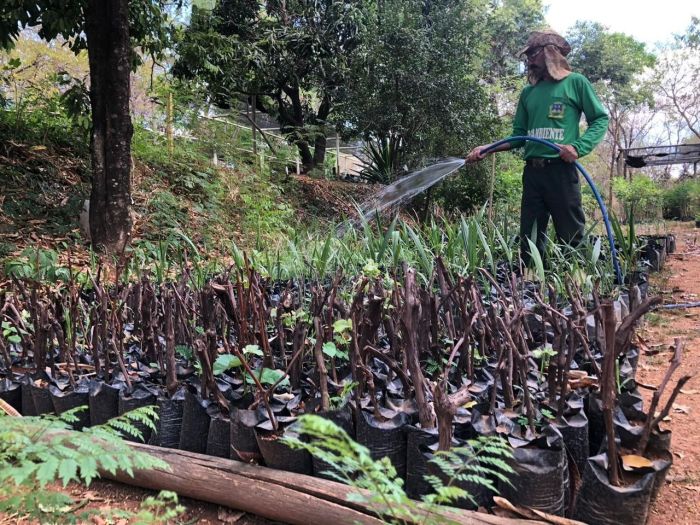 A produção de mudas é realizada há mais de 20 anos no Viveiro de Montes Claros A produção de mudas é realizada há mais de 20 anos no Viveiro de Montes Claros