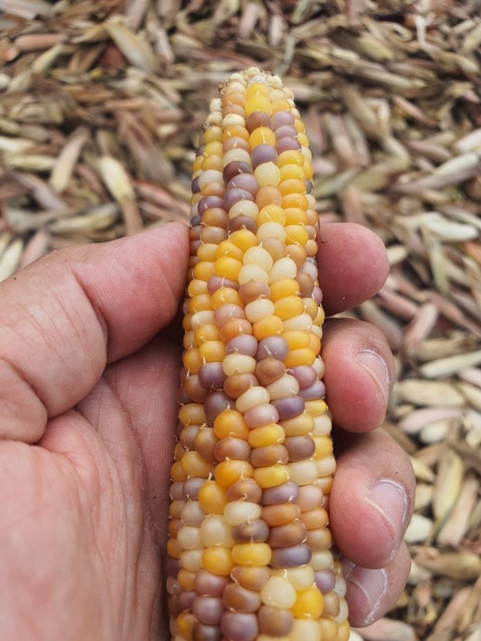 O grão de pipoca é menor e pode ter diferentes cores