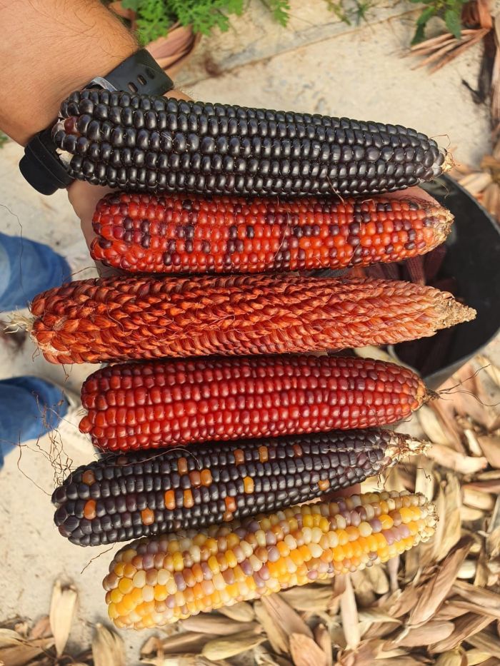 Eles também podem ser coloridos, segundo Lucas