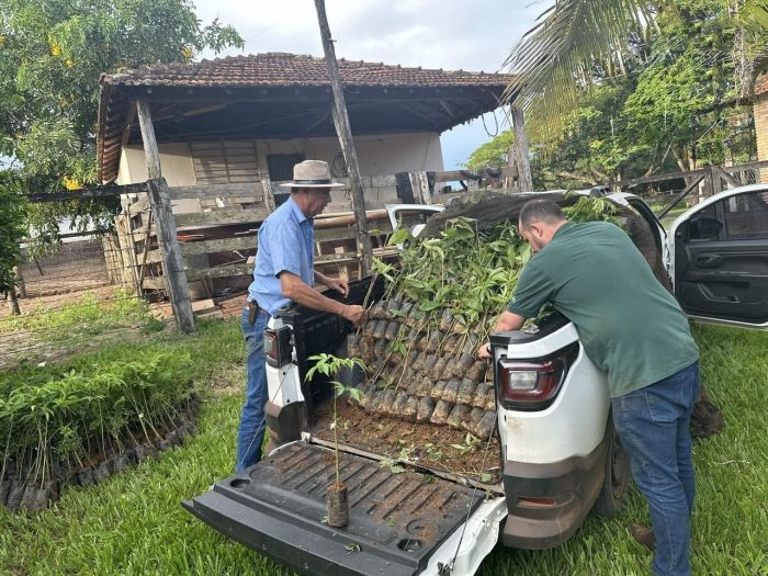 O gerente Harisson Belico ajuda produtor rural Rodrigo Ribeiro a descarregar as mudas, no Triângulo O gerente Harisson Belico ajuda produtor rural Rodrigo Ribeiro a descarregar as mudas, no Triângulo