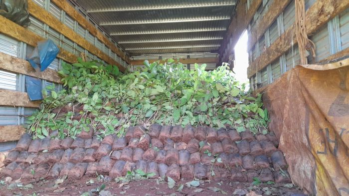 Trinta mil mudas nativas foram entregues ao produtores rurais