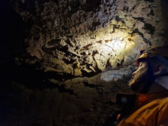 Preguiças-gigantes da família <i>Scelidotheriinae</i> habitavam o cerrado na Era do Gelo, em Minas