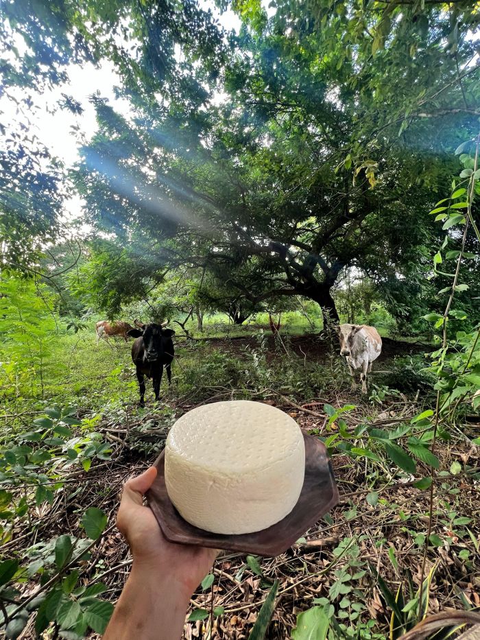Queijo feito com o leite das vacas da vizinhança